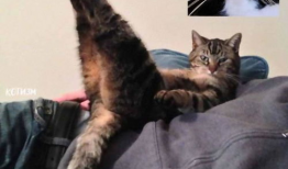 猫猫视频,跟随猫猫视频探索宠物世界的奥秘