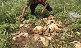 方山吃瓜最新事件爆料,最新爆料揭露惊人内幕